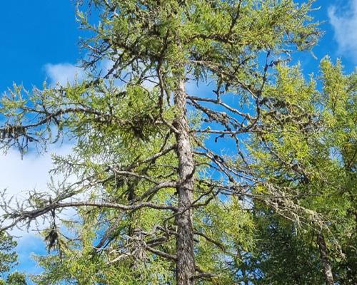 Großer Baum, Allgemeinbaum, am Urnenfriedhof Zirbitzruh