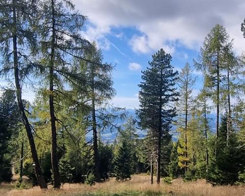 Großer Baum, Familen- oder Freundschaftsbaum, am Urnenfriedhof Zirbitzruh