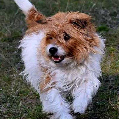 Naturbestattung für Tiere am Urnenfriedhof Zirbitzruh, abgebildet ein kleiner Hund der auf einen zuläuft