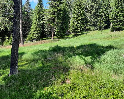 Streuwiese am Urnenfriedhof Zirbitzruh, Mühlen im Bezirk Murau in der Steiermark